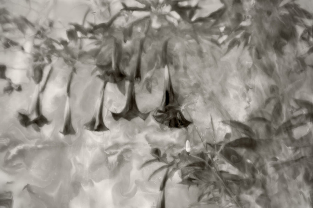 When Silence Blooms - A Fictional Story Based on a Fine Art Photograph