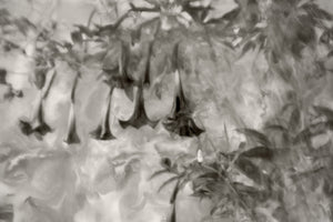 When Silence Blooms - A Fictional Story Based on a Fine Art Photograph