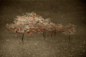 The Whispering Canopy