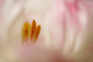 The Art of Depth: Using Depth of Field in my Fine Art Photography