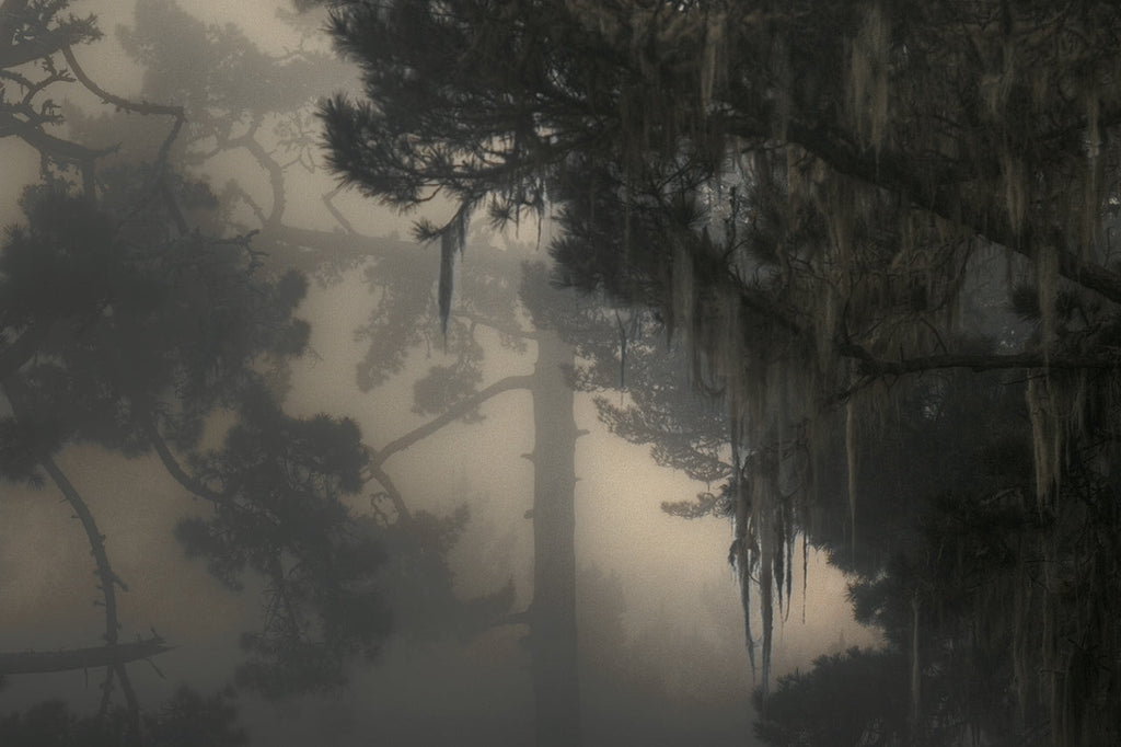 When the Fog Forgot Itself