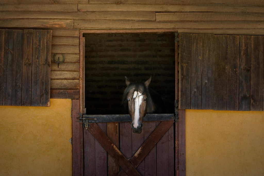 The Confessional at Puro Caballo