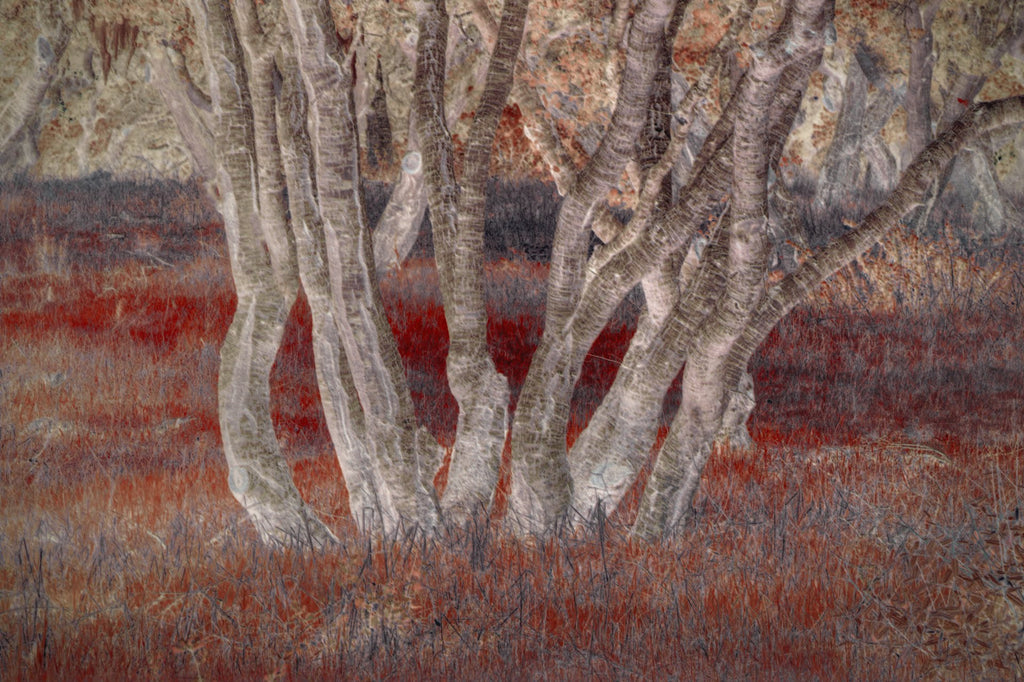 The Council of Forgotten Trees - A Visual Narrative by Eduardo Fujii